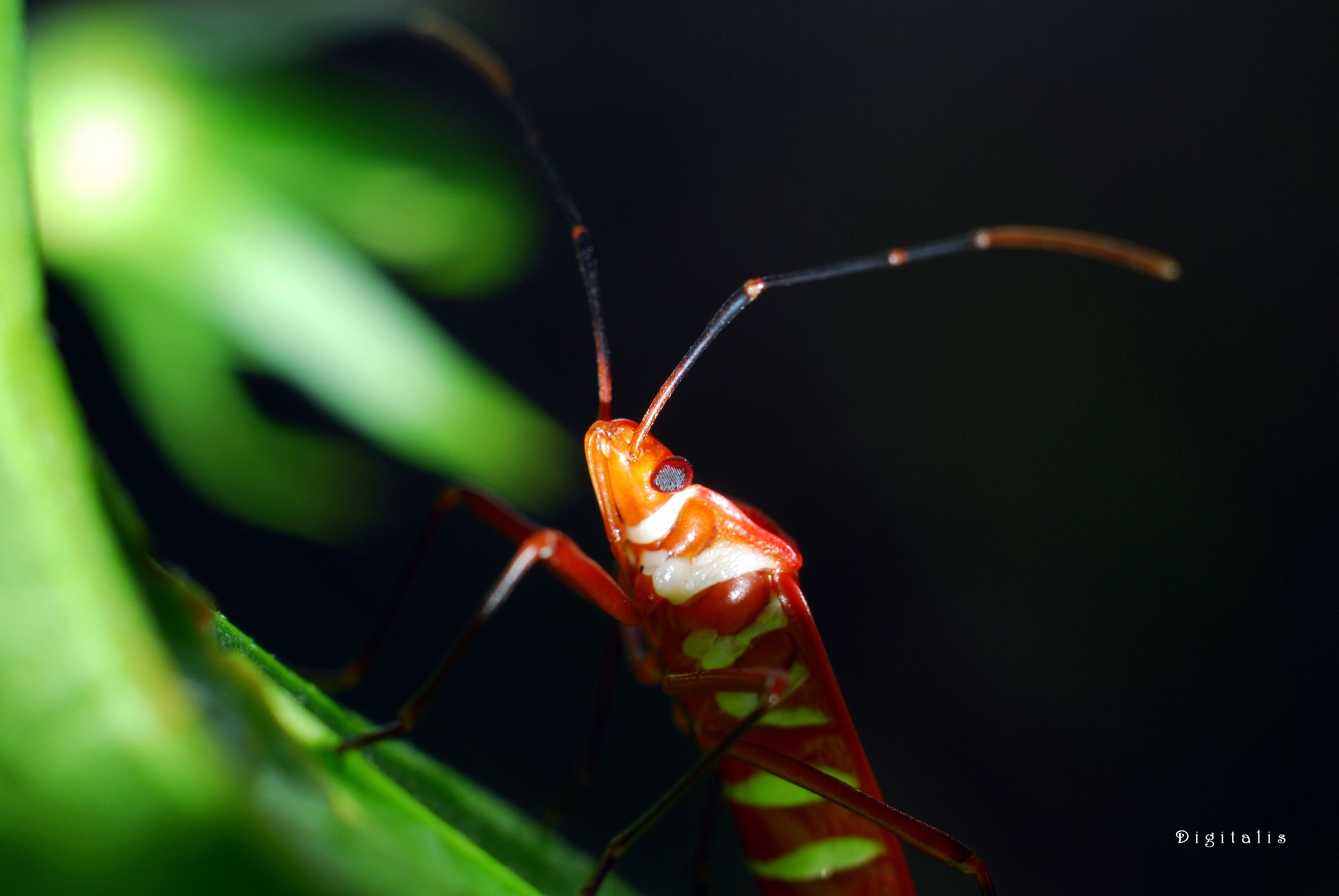 DSC_6476.JPG