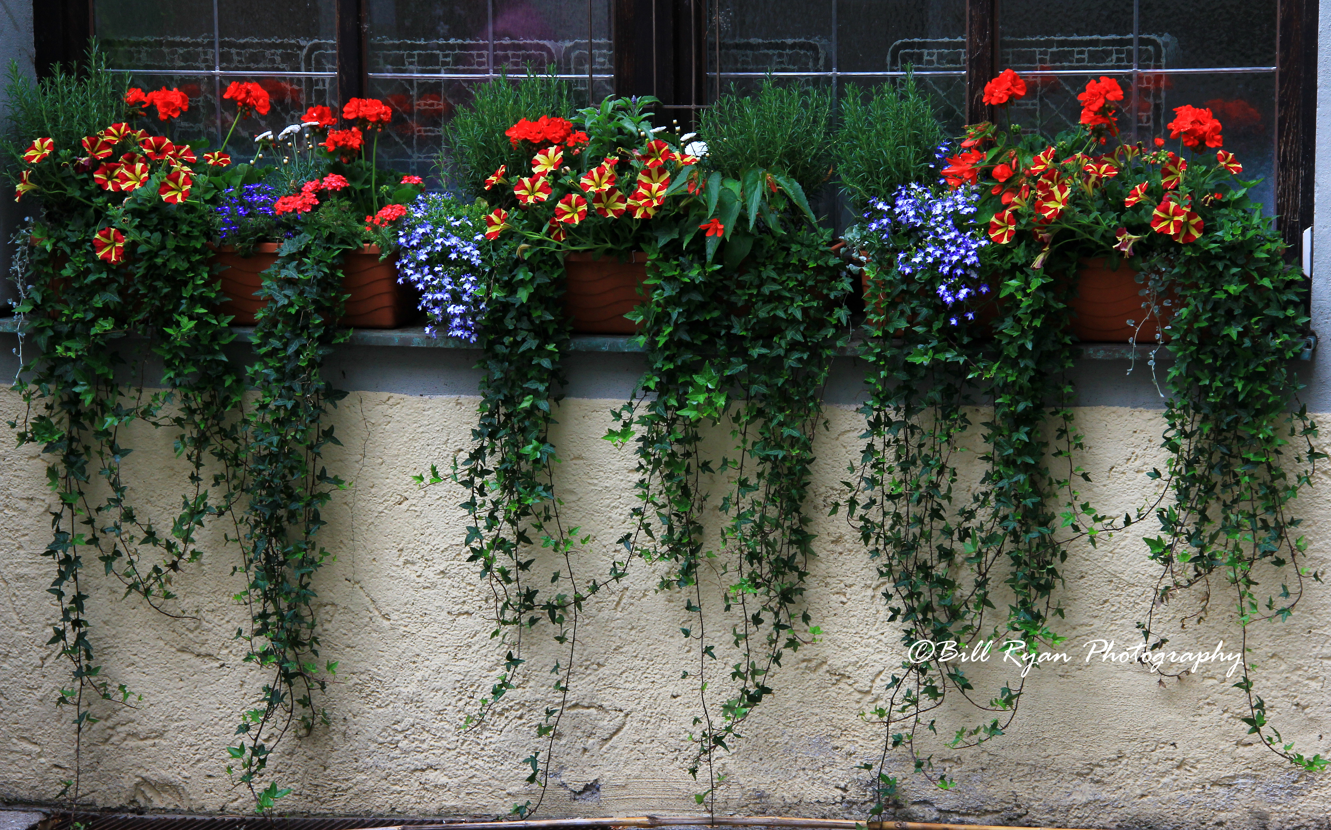 Window boxes - IMG_9766.jpg