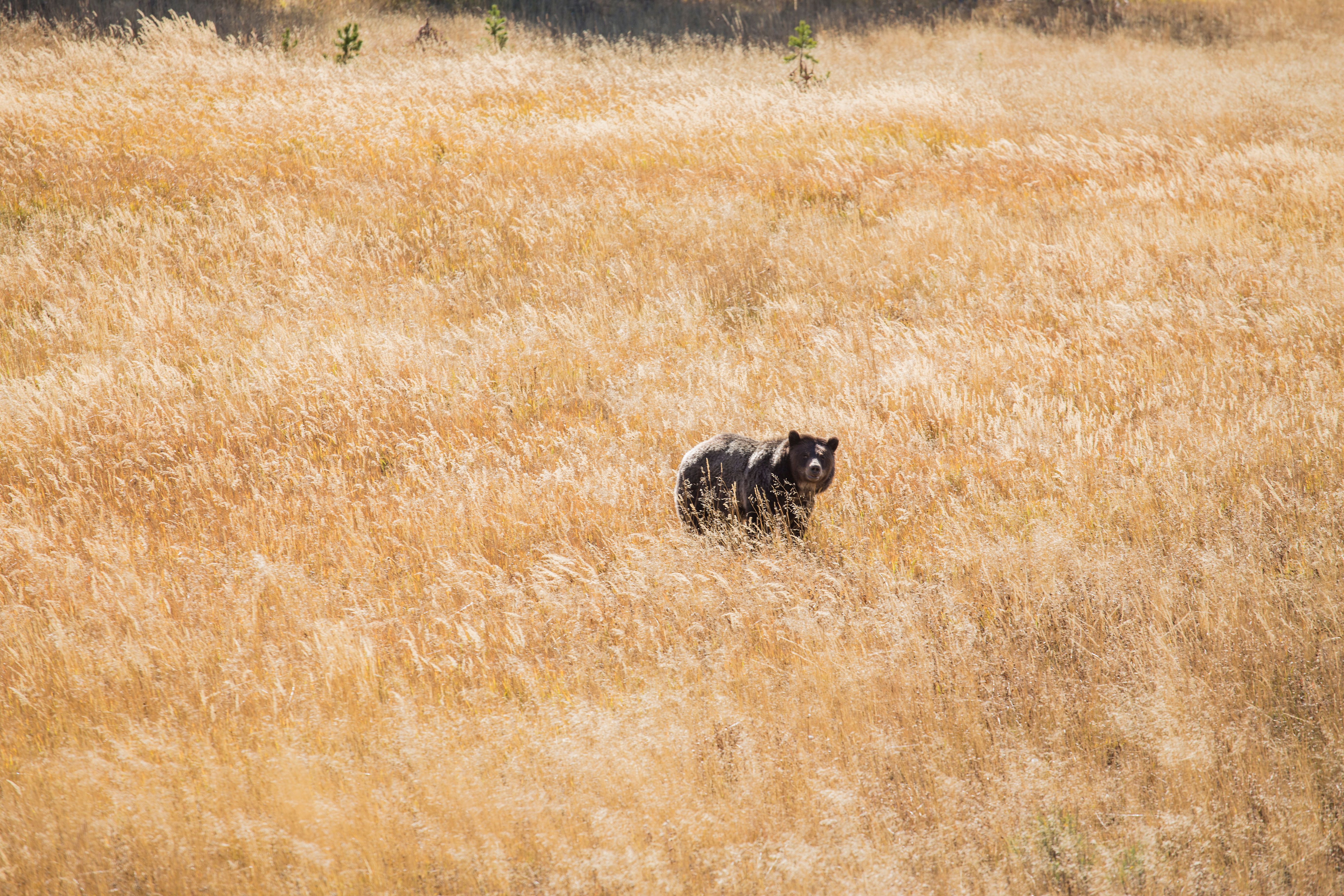 Yellowstone 16.jpg