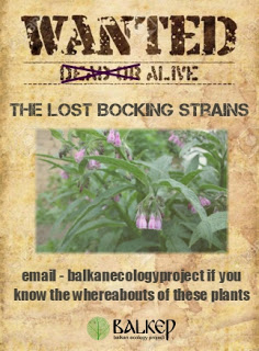 The lost bocking strains .jpg