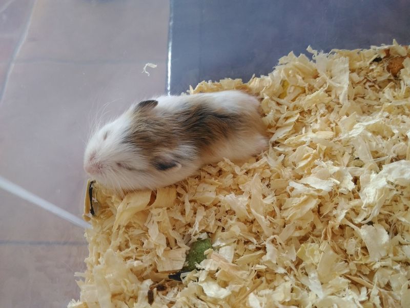 Roborovski Hamster 21 Days Old 2.jpg