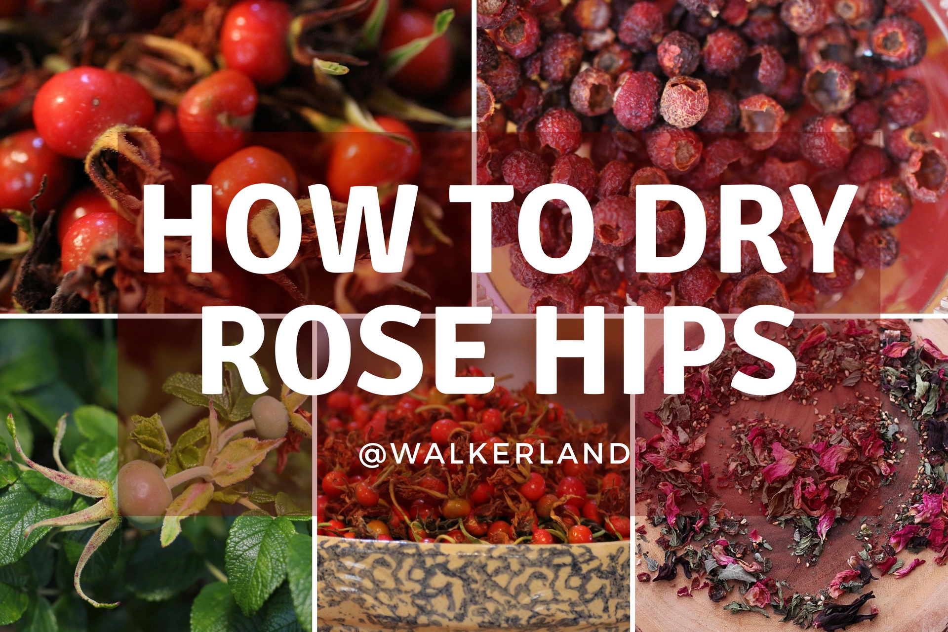 Dried Rose Hips