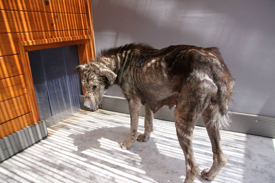 NTD-Petra-dog-turning-to-stone-rescued-2.jpg