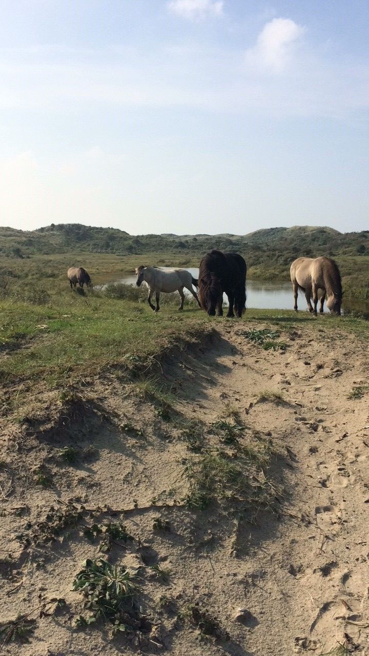 Changeyourspace-dunes-horses-wateringhole.jpg