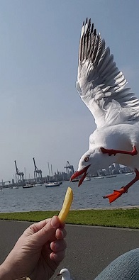 seagull.jpg