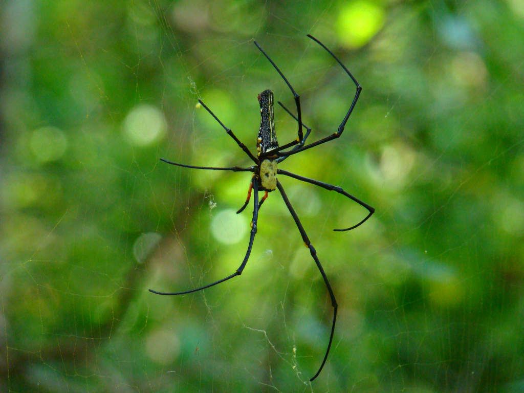 spider-in-net.jpg