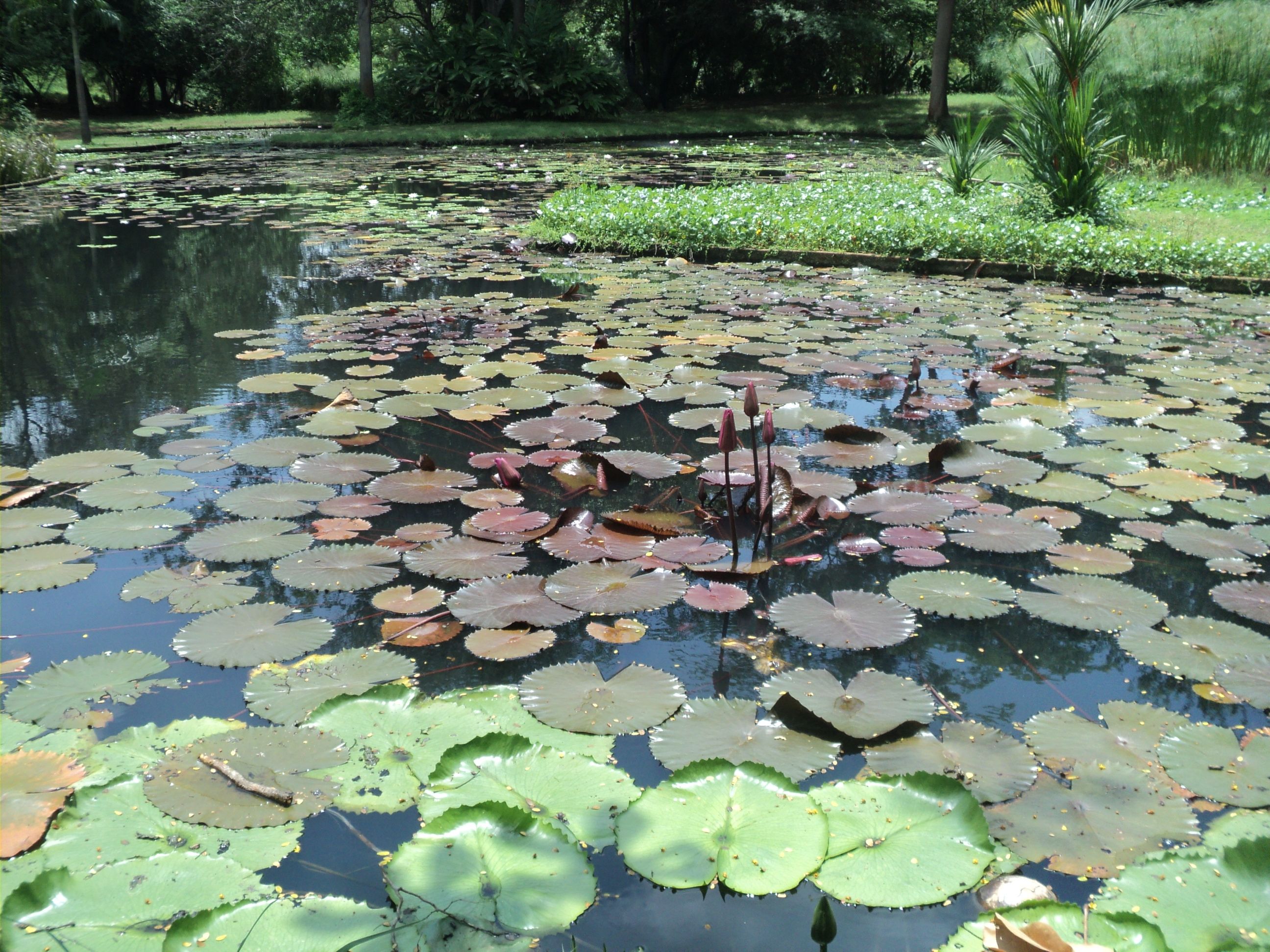 steemit jardin botanico 007.JPG