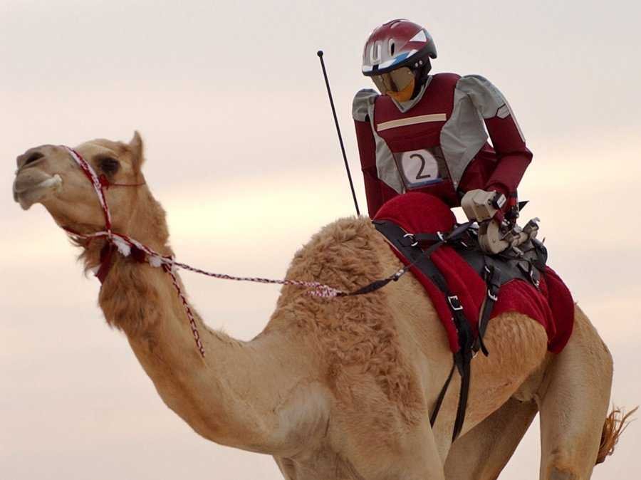 Camel Jockeys Child Slaves Of The Uae Steemit