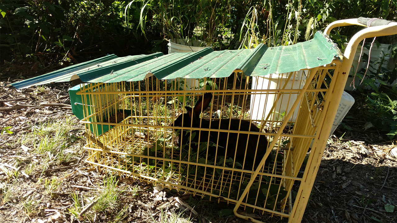 baby-bunnies-tractor.jpg