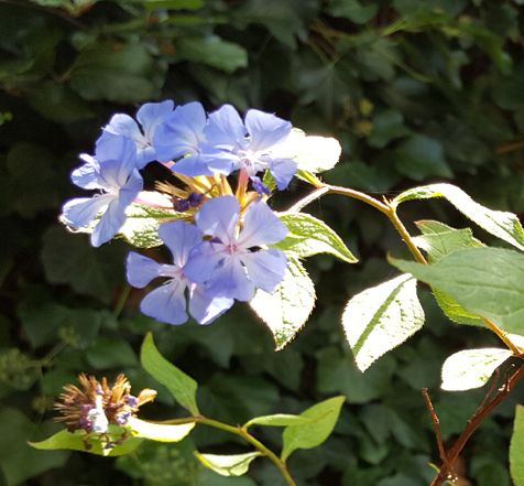 Hardy Plumbago.jpg