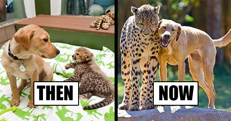 animalsgrowinguptogether.png