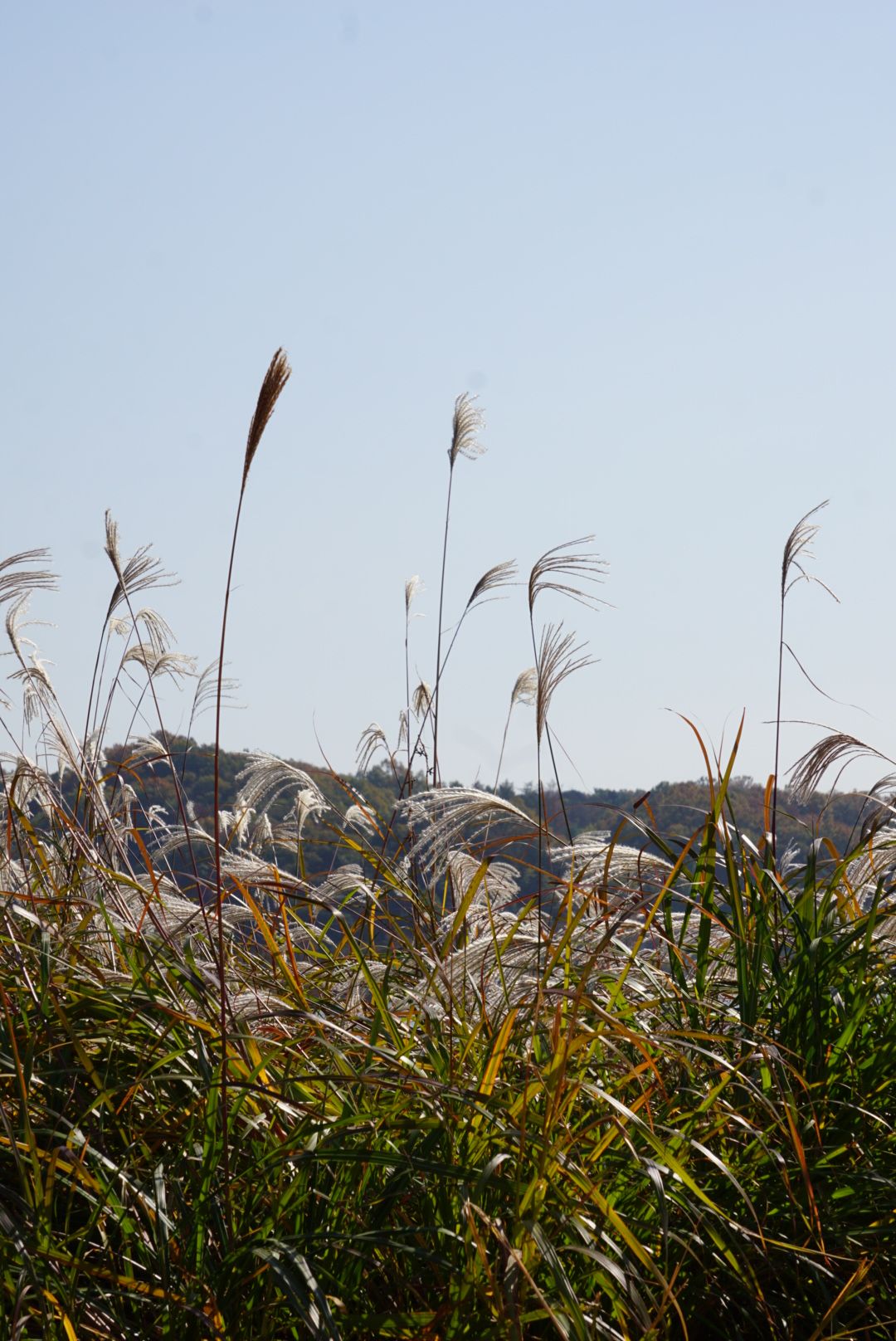 DSC08101.JPG