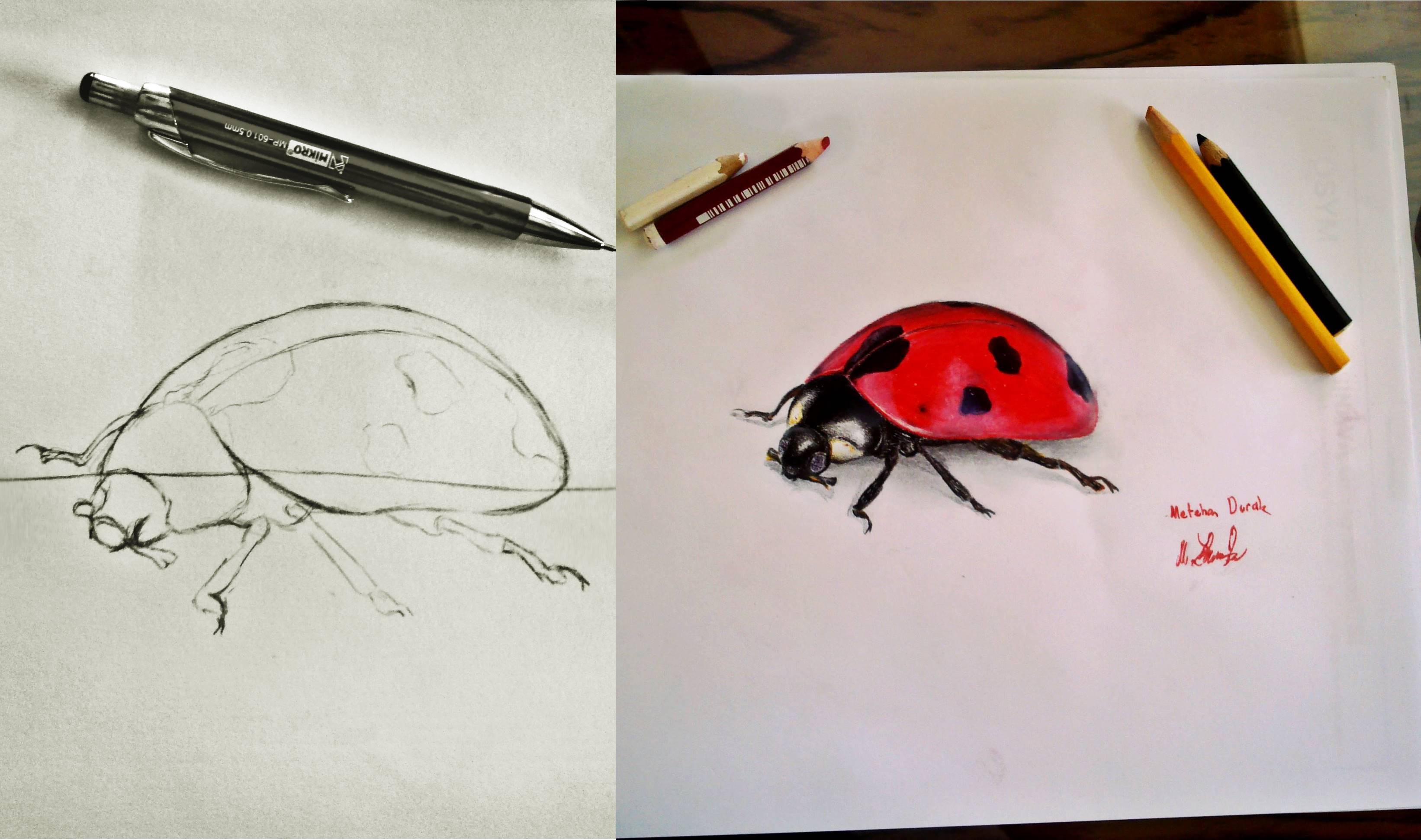 how to draw a realistic ladybug