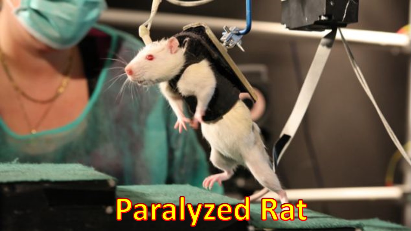 PARArat.jpg
