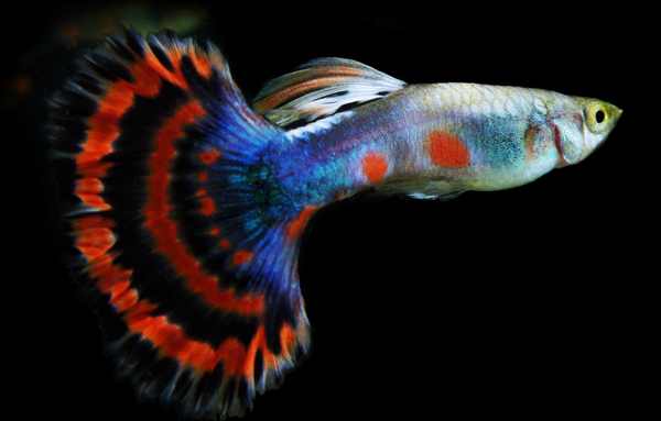 jenis-dan-harga-ikan-guppy.jpg