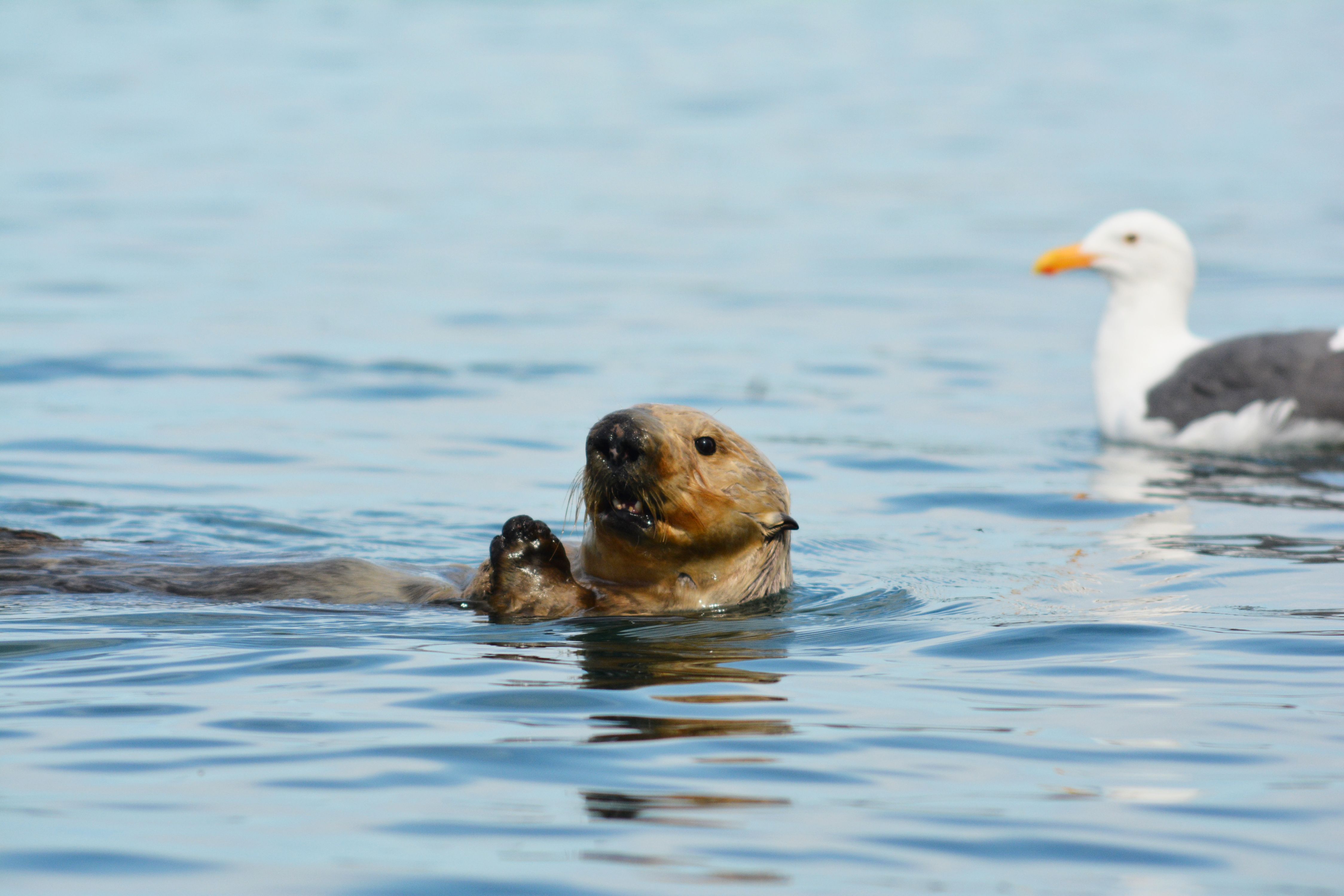 otterAdult.jpg