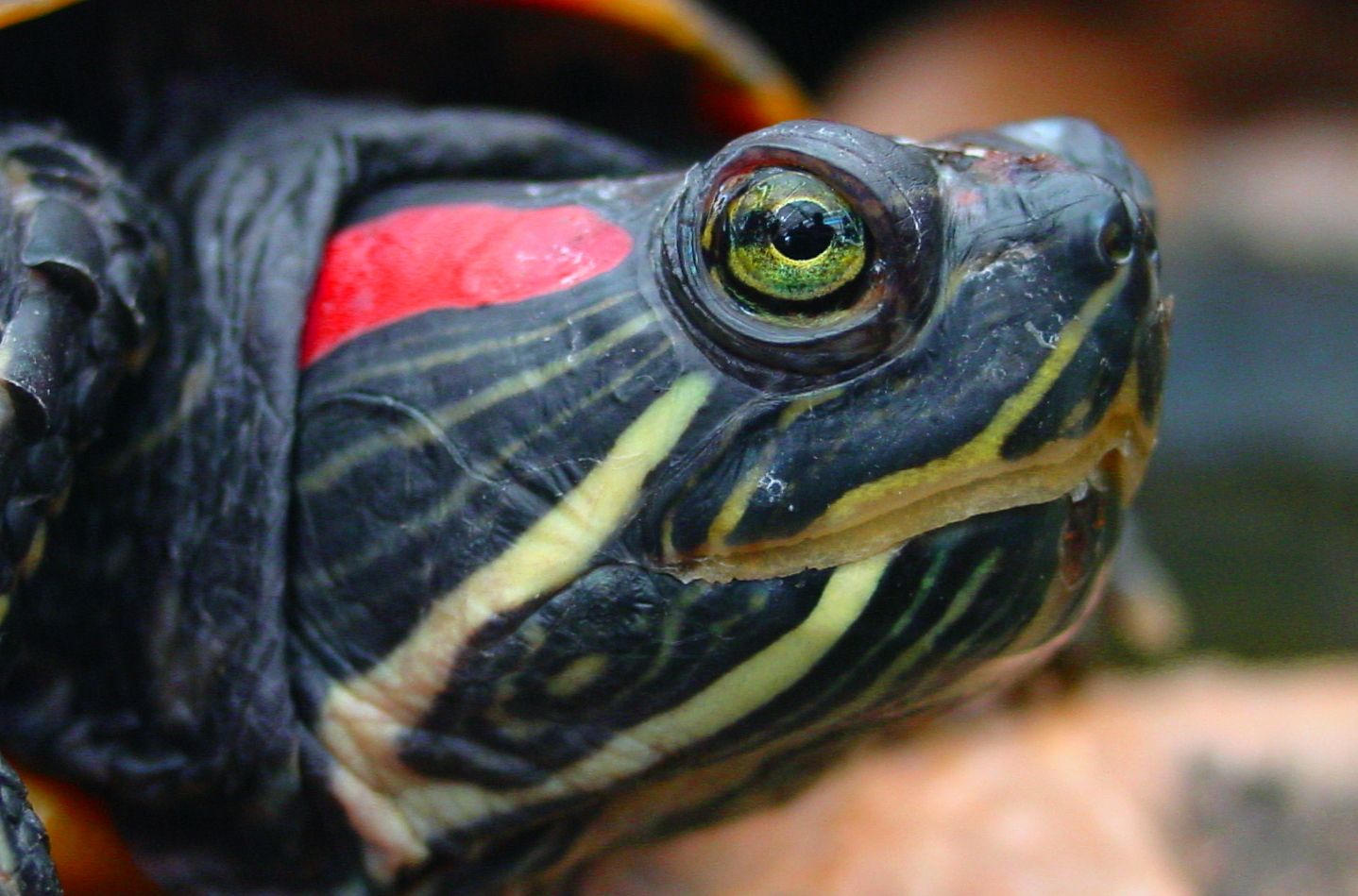 Turtle red stripe on neck.JPG