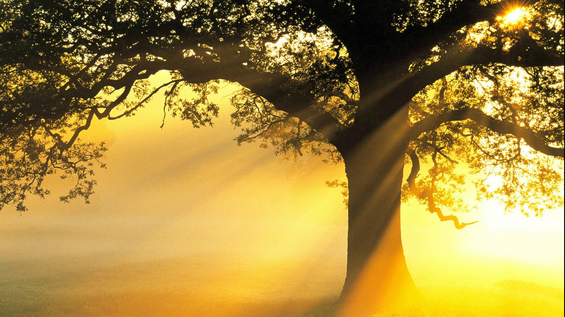 《飞鸟与夏花》每天一首自译飞鸟集（32/325） - Translate a poem form Stray Birds everyday