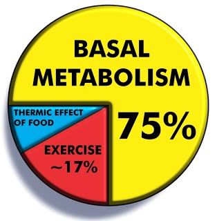 Calorie output pie chart.jpg