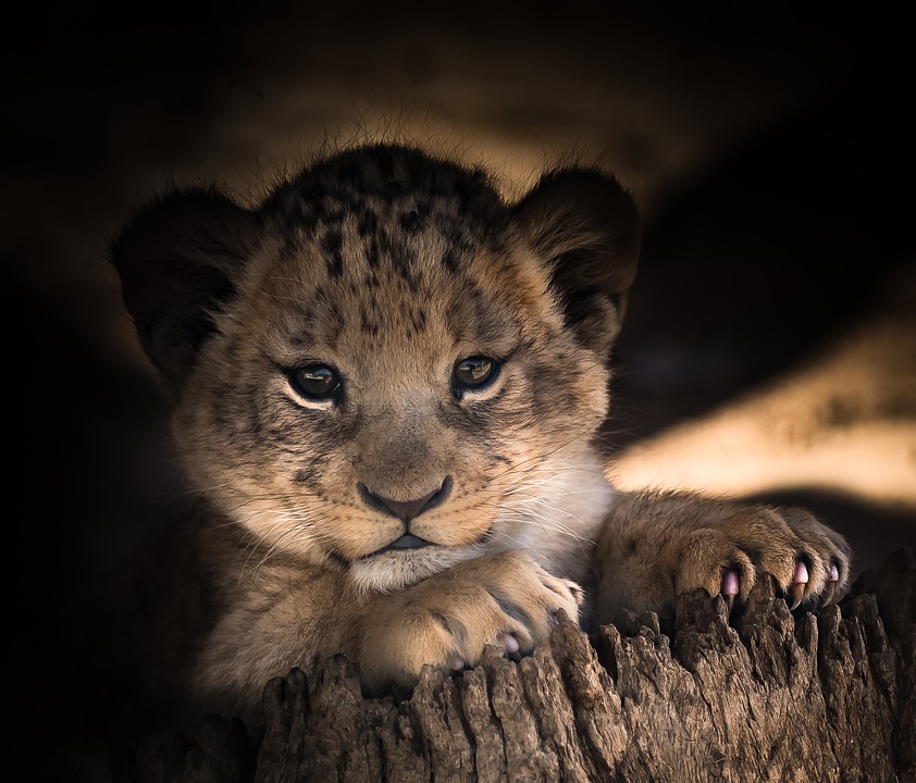 lion-cub-2886432_960_720.jpg