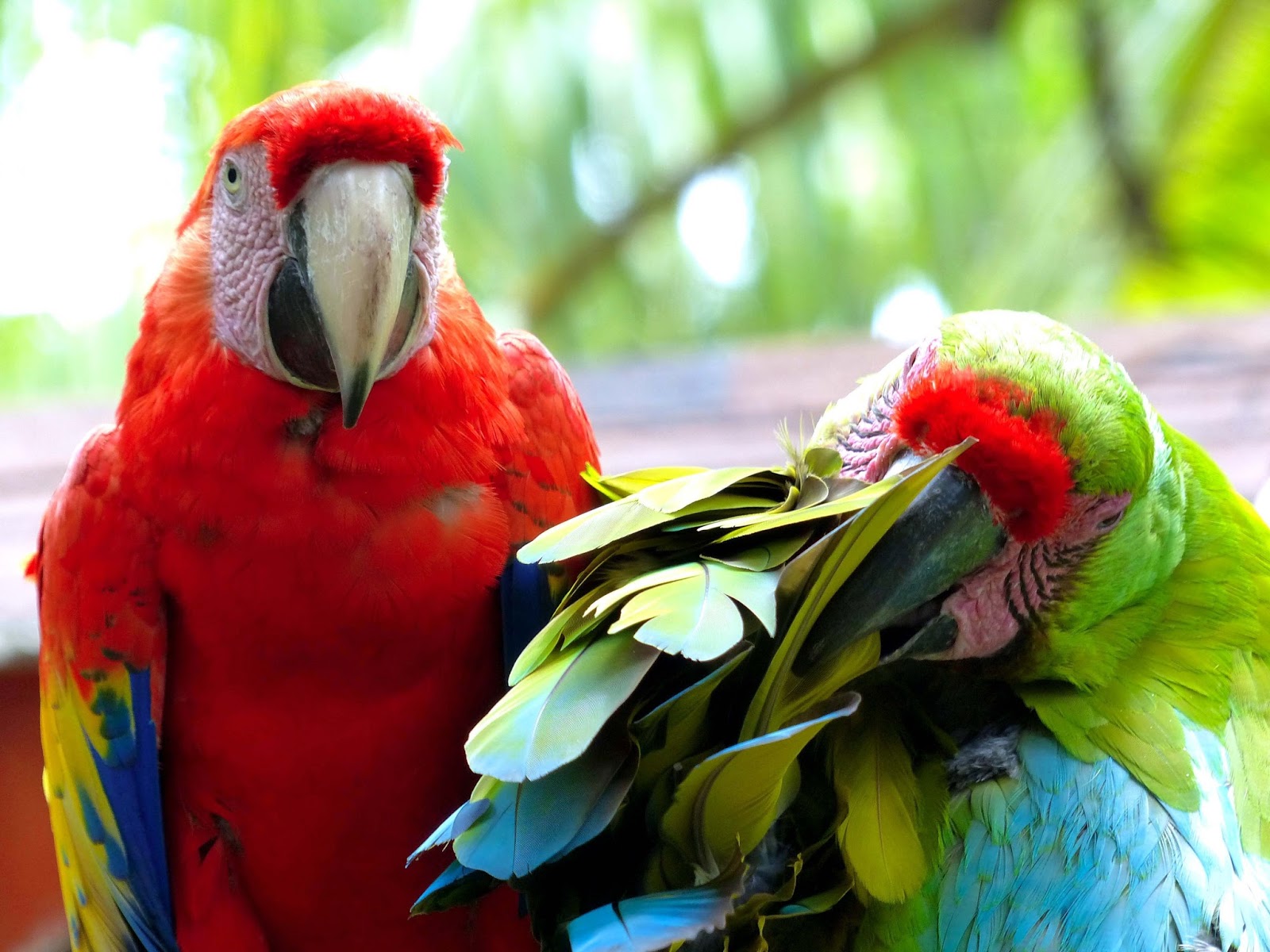 parrots-929996.jpg