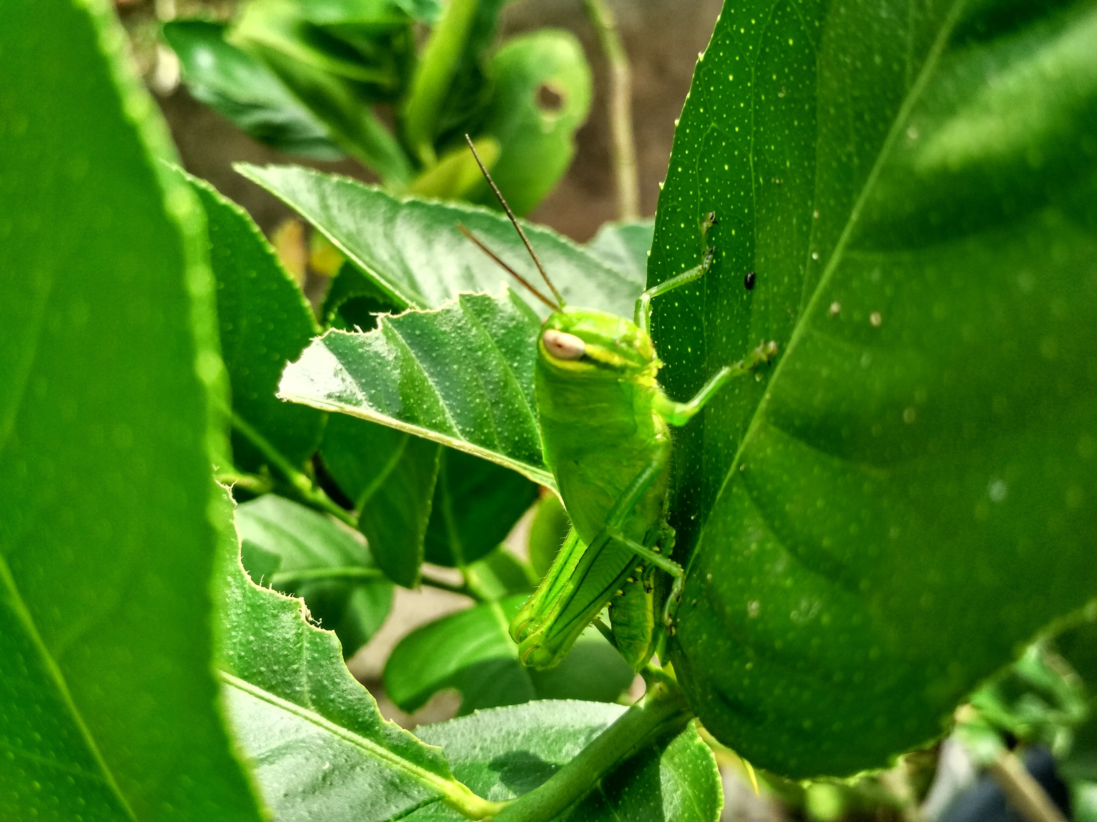 IMG_20180518_160818_HDR.jpg
