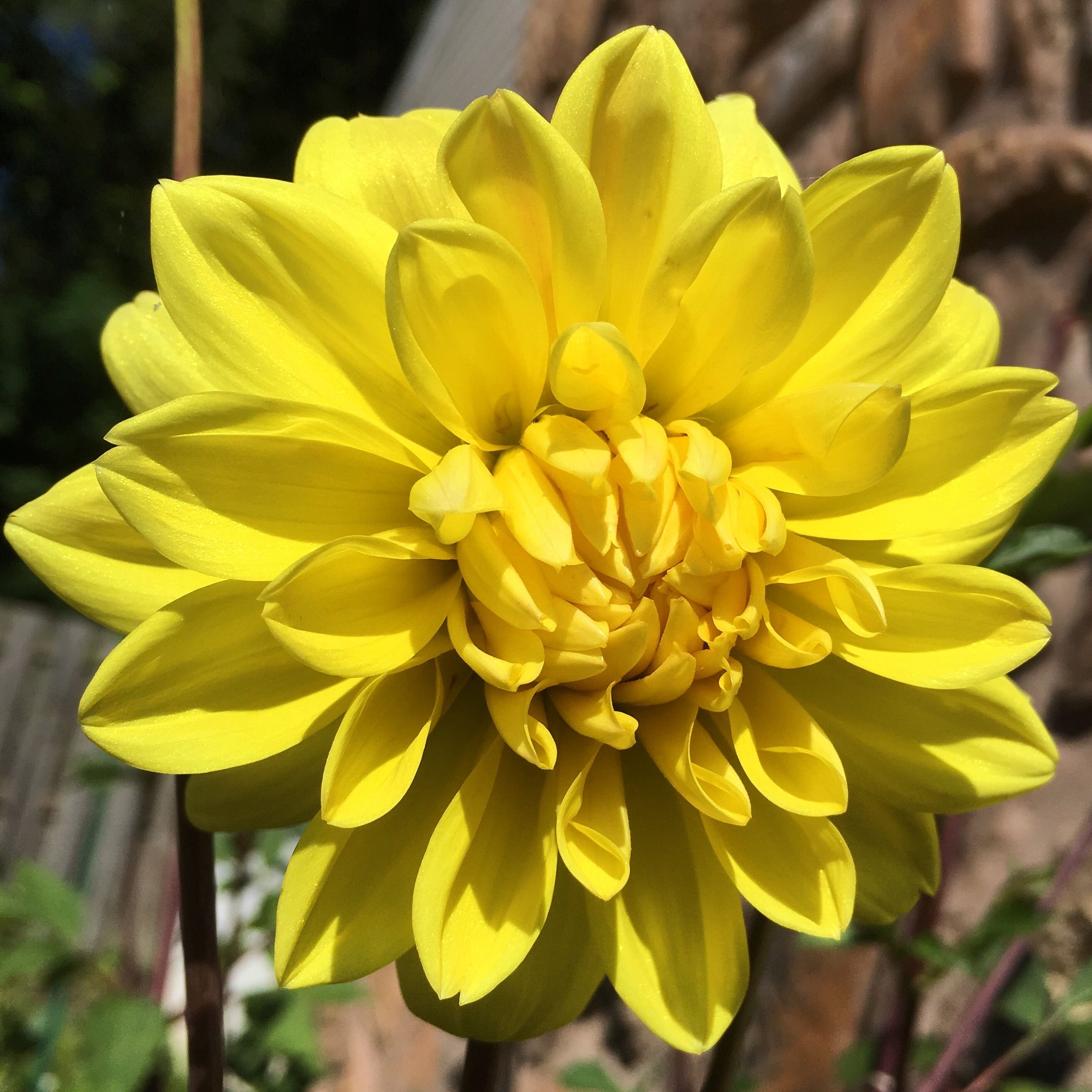 yellow dahlia.JPG