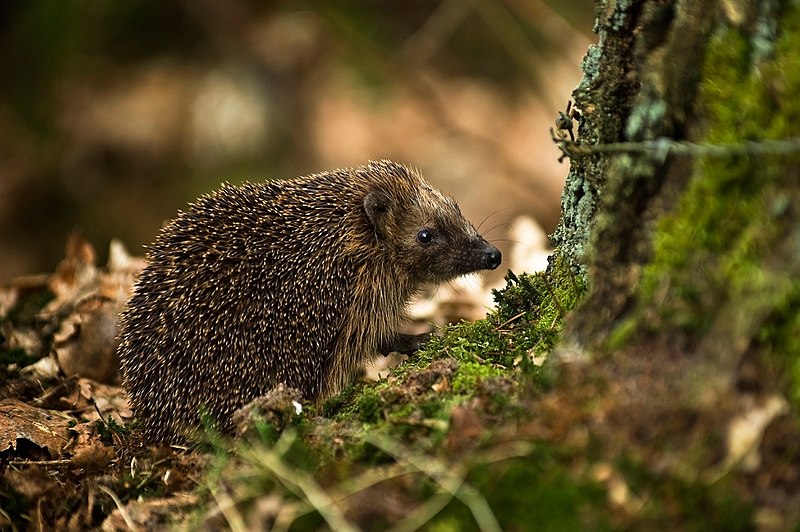 800px-West_European_Hedgehog_(Erinaceus_europaeus)2.jpg