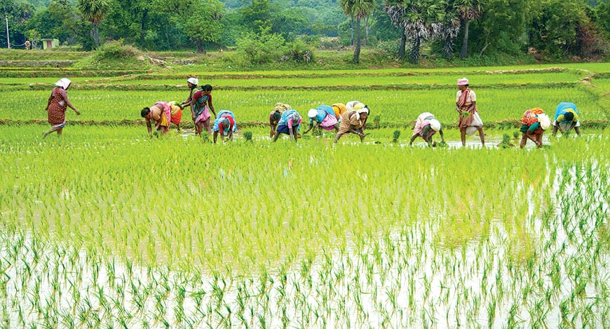 1493984798_DbqsPq_RICE-PADDY-FARMER-shutterstock_470.jpg