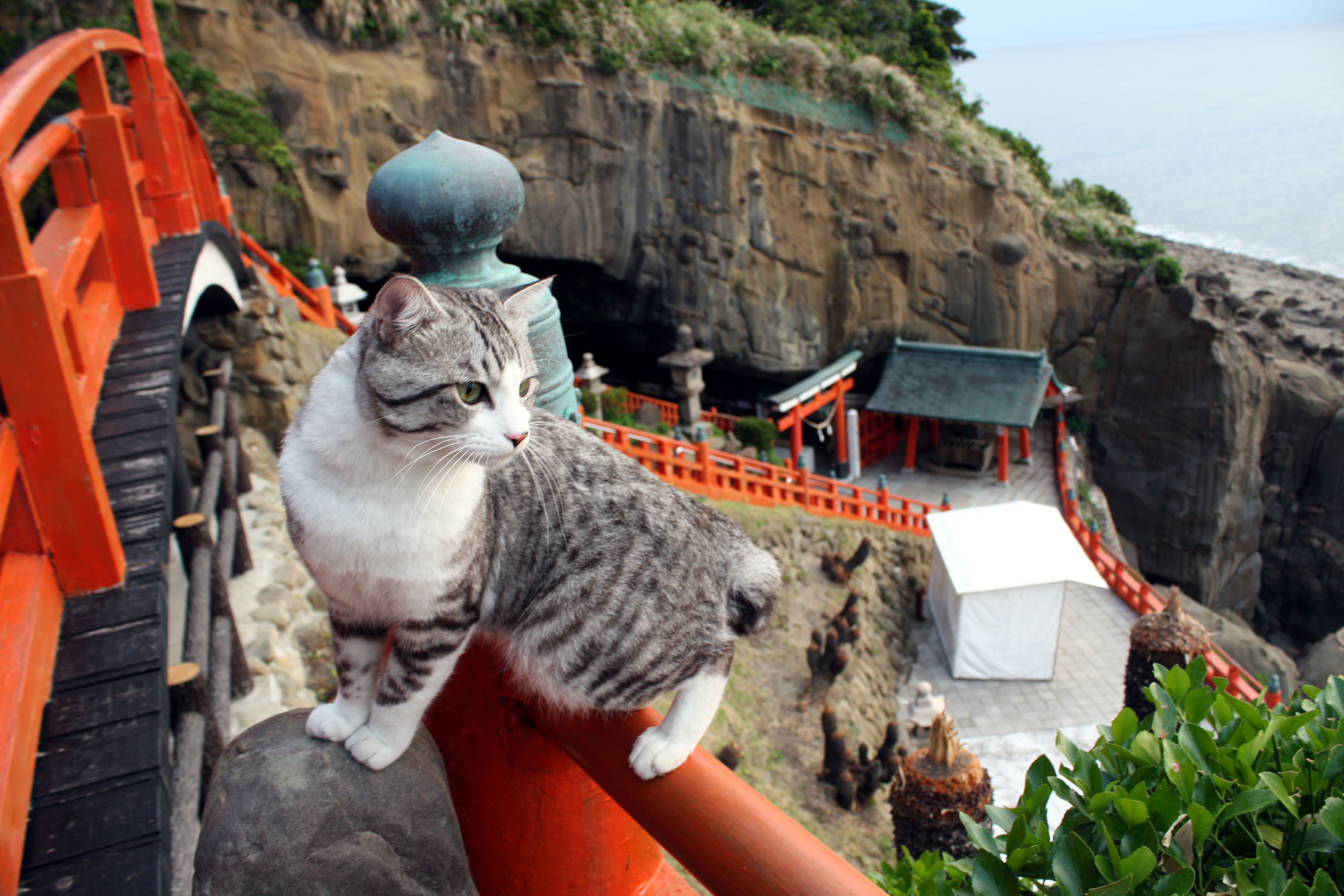 Udo Shrine あさイチで紹介された お乳岩 と 運玉 でおなじみの 鵜戸神宮にゃり 運試しできるパワースポット Steemit