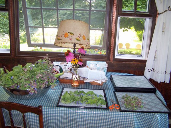 Dehydrating borage crop Aug. 2017.jpg