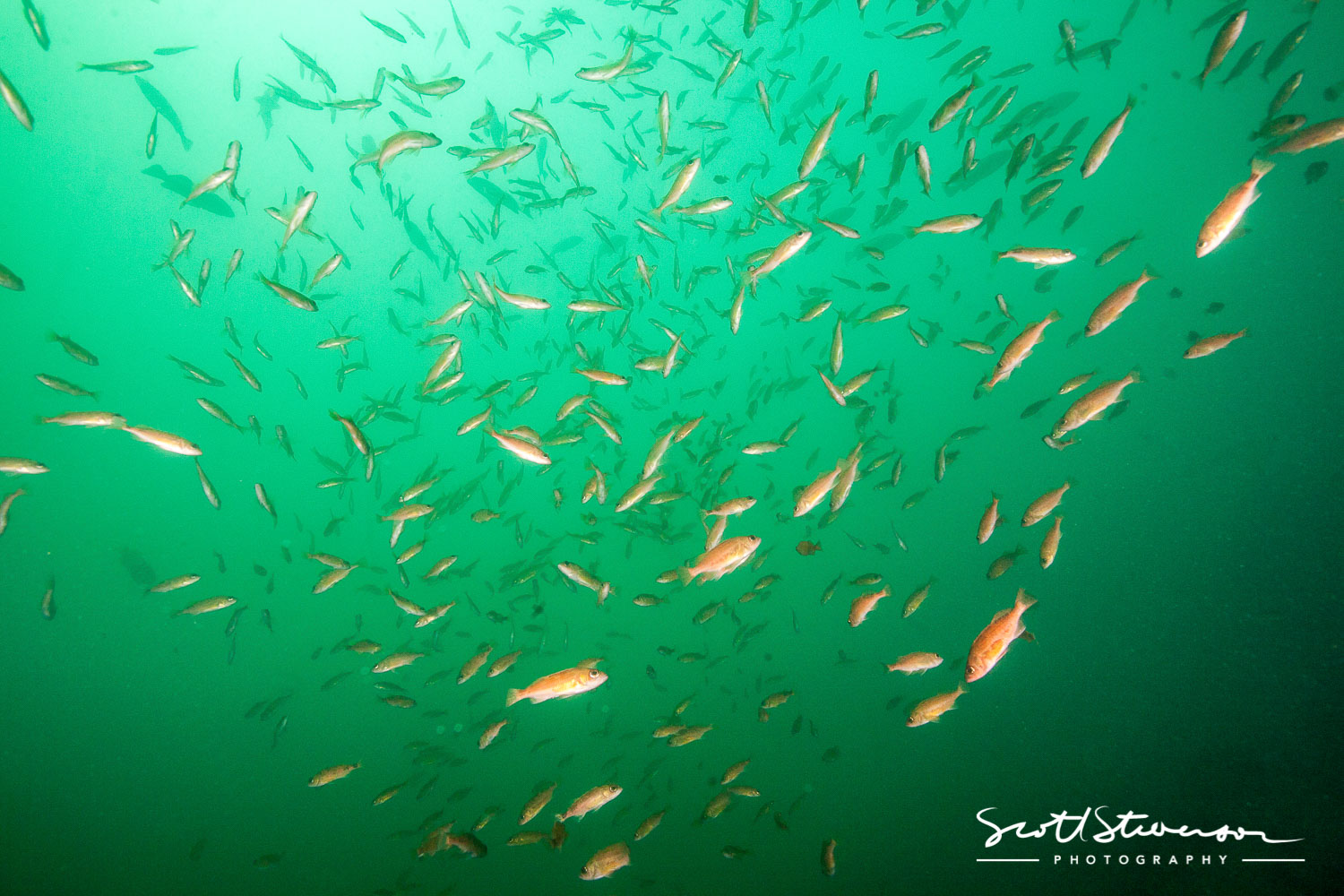 Puget Sound Rockfish-7.jpg