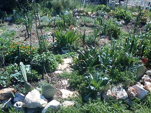 Circle Garden full of garlics onions and all sorts of herbs.jpg