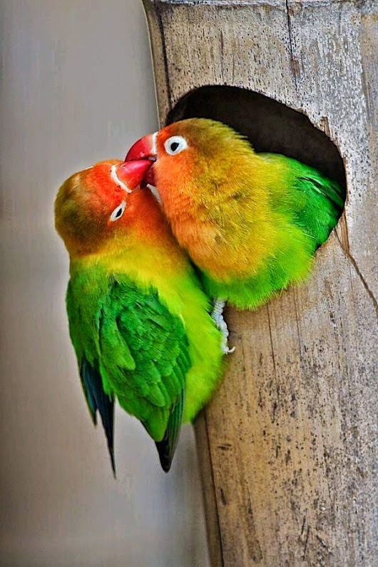 kissing.jpg