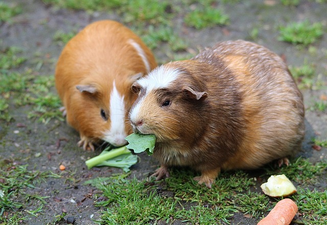 guinea-pig-467399_640.jpg