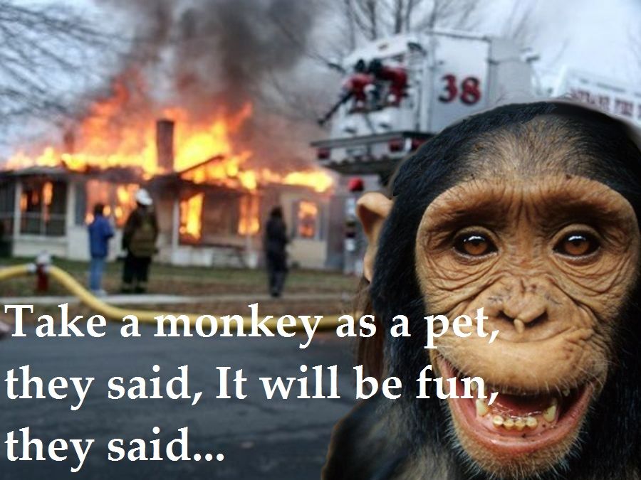 monkey 2.jpg