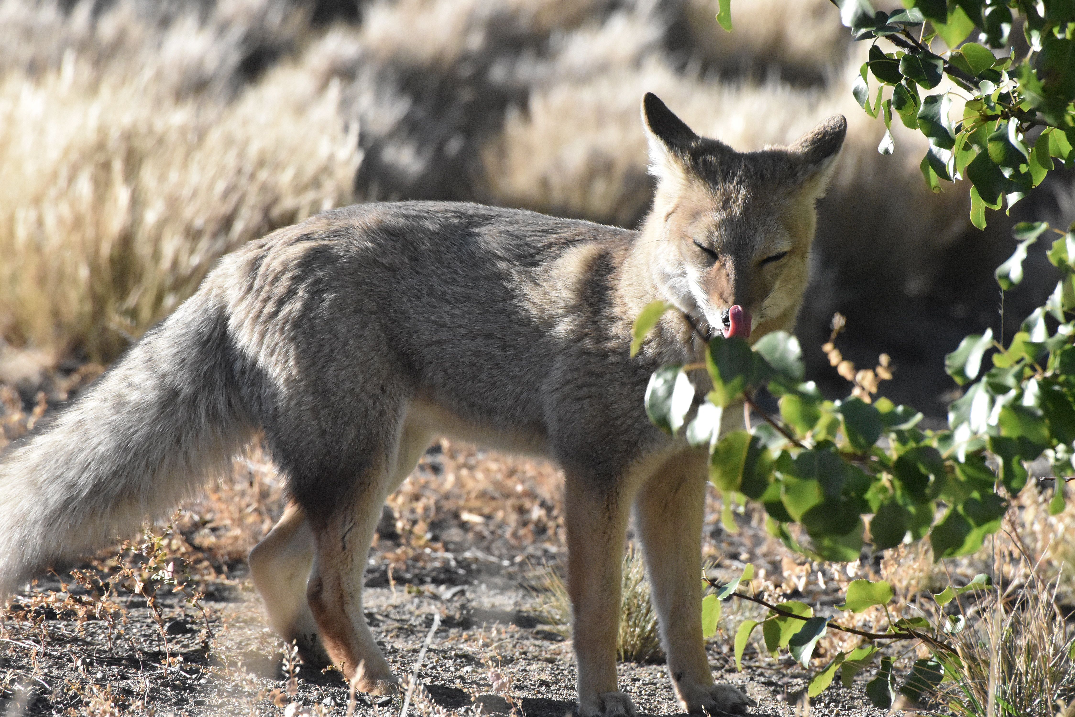 fox-licks-leaves.jpg