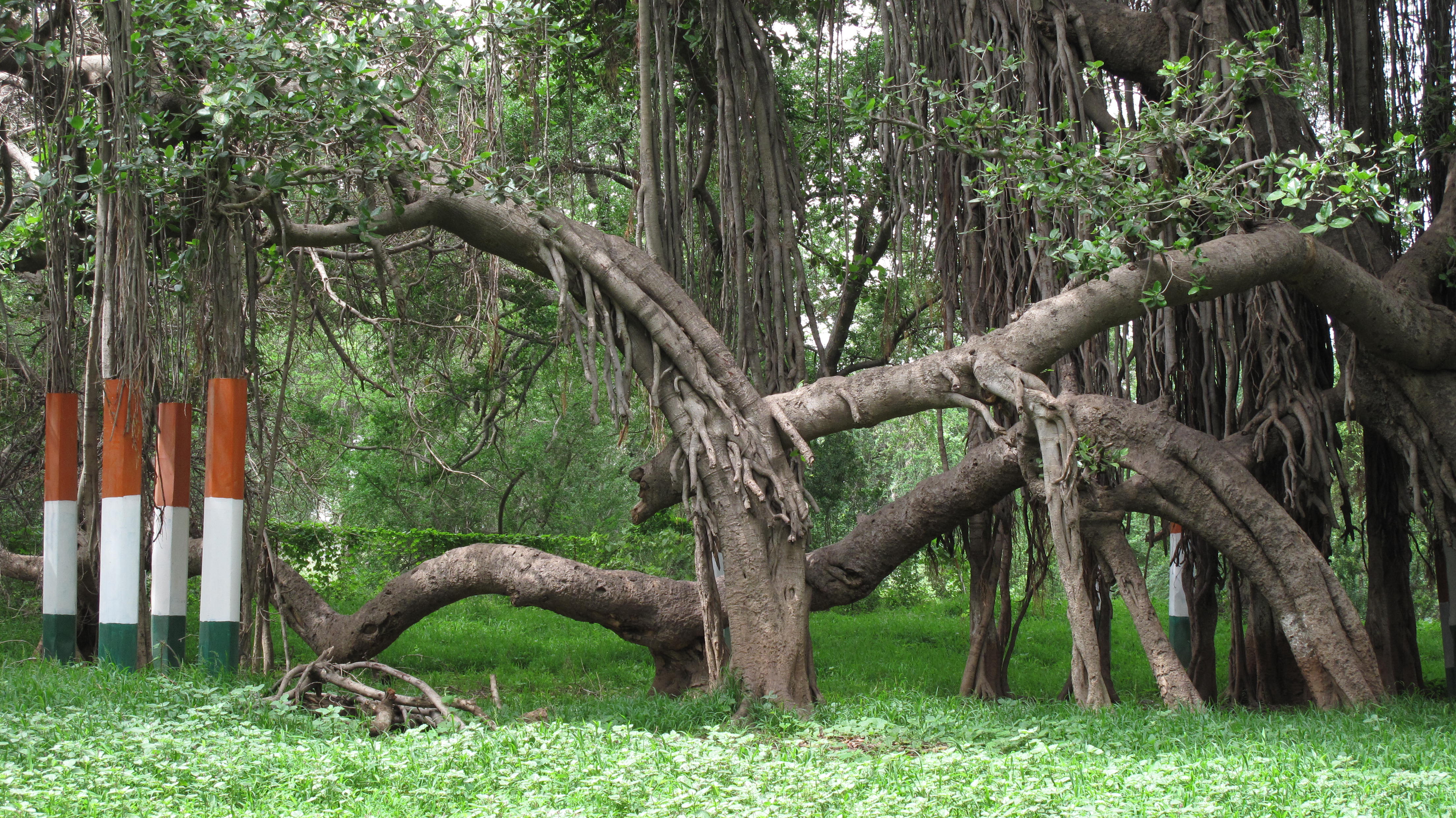 Banyan-Figure-7.jpg