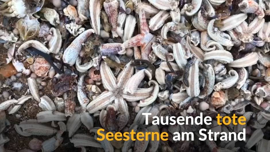 massensterben-der-seesterne-5745276502001-1.jpg