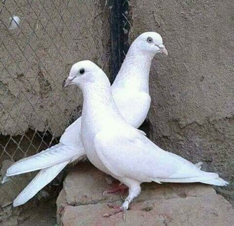 Philosophy Behind A Pair Of White Dove Birds Bilingual Steemit