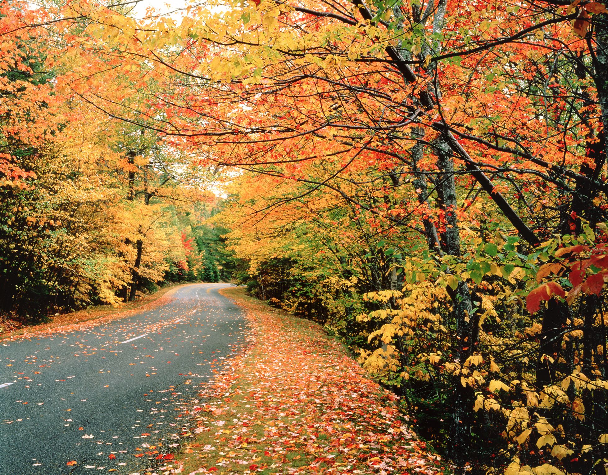 fall-foliage-acadia-national-park-me-576846244-579901c23df78c3276b50ebf.jpg
