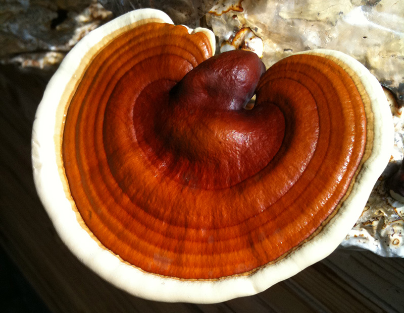 Reishi_mushroom.jpg