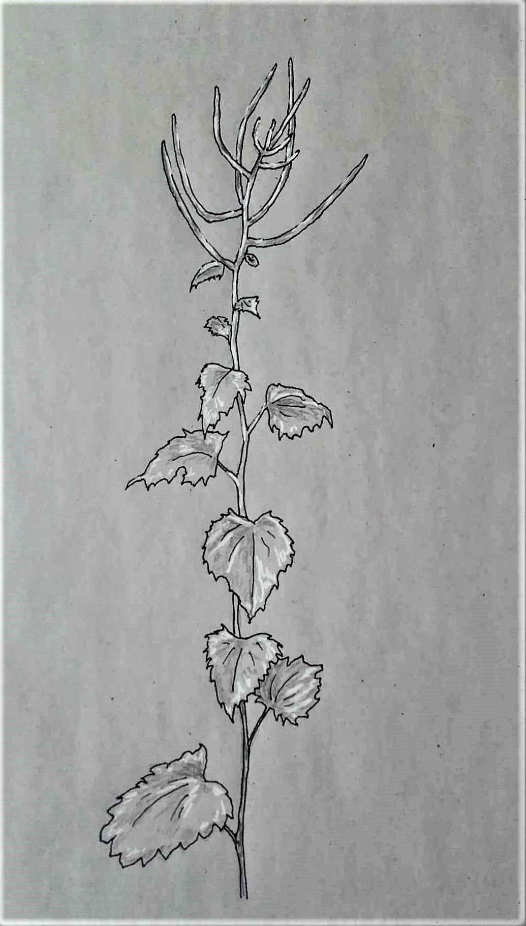 hedge garlic edible weed drawings 5 steemit
