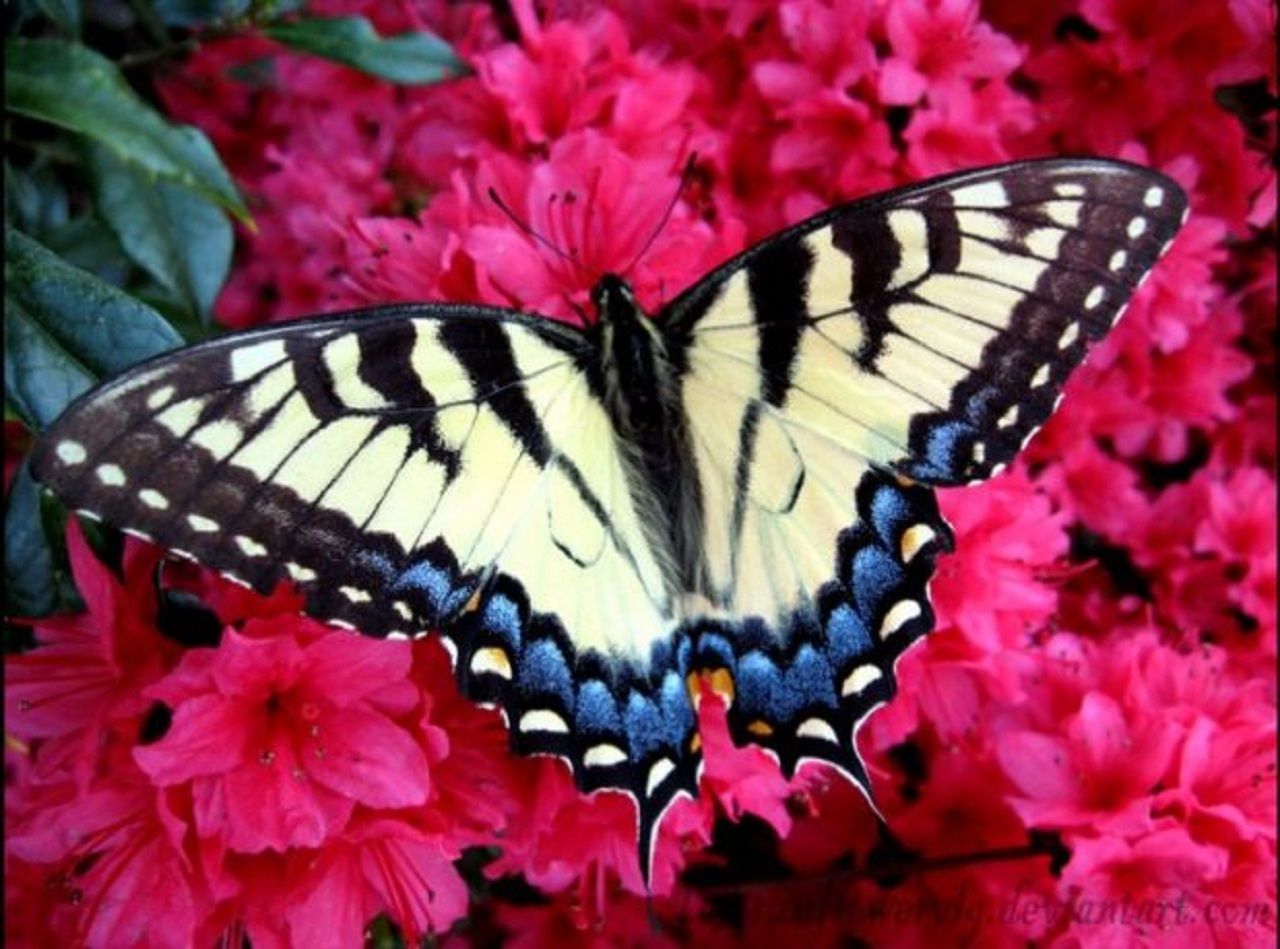 Butterfly-with-stunning-colors-620x460.jpg