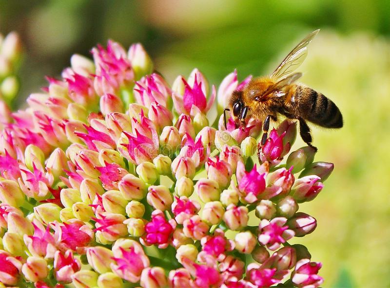 honey-bee-bee-nectar-flower-97091460.jpg