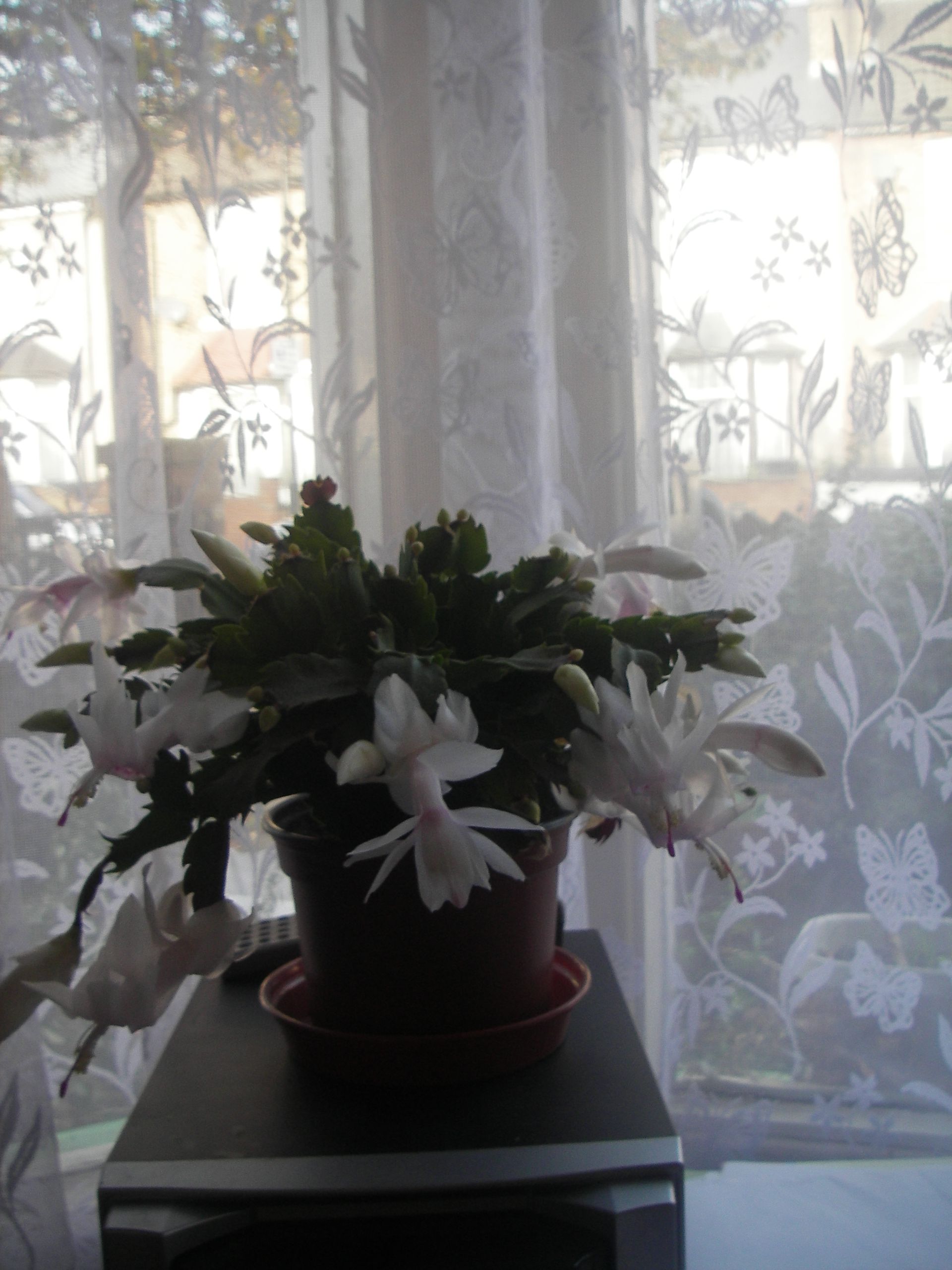 Christmas cactus Winter 2014.JPG