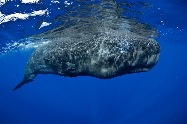 sperm-whale-underwater.jpg