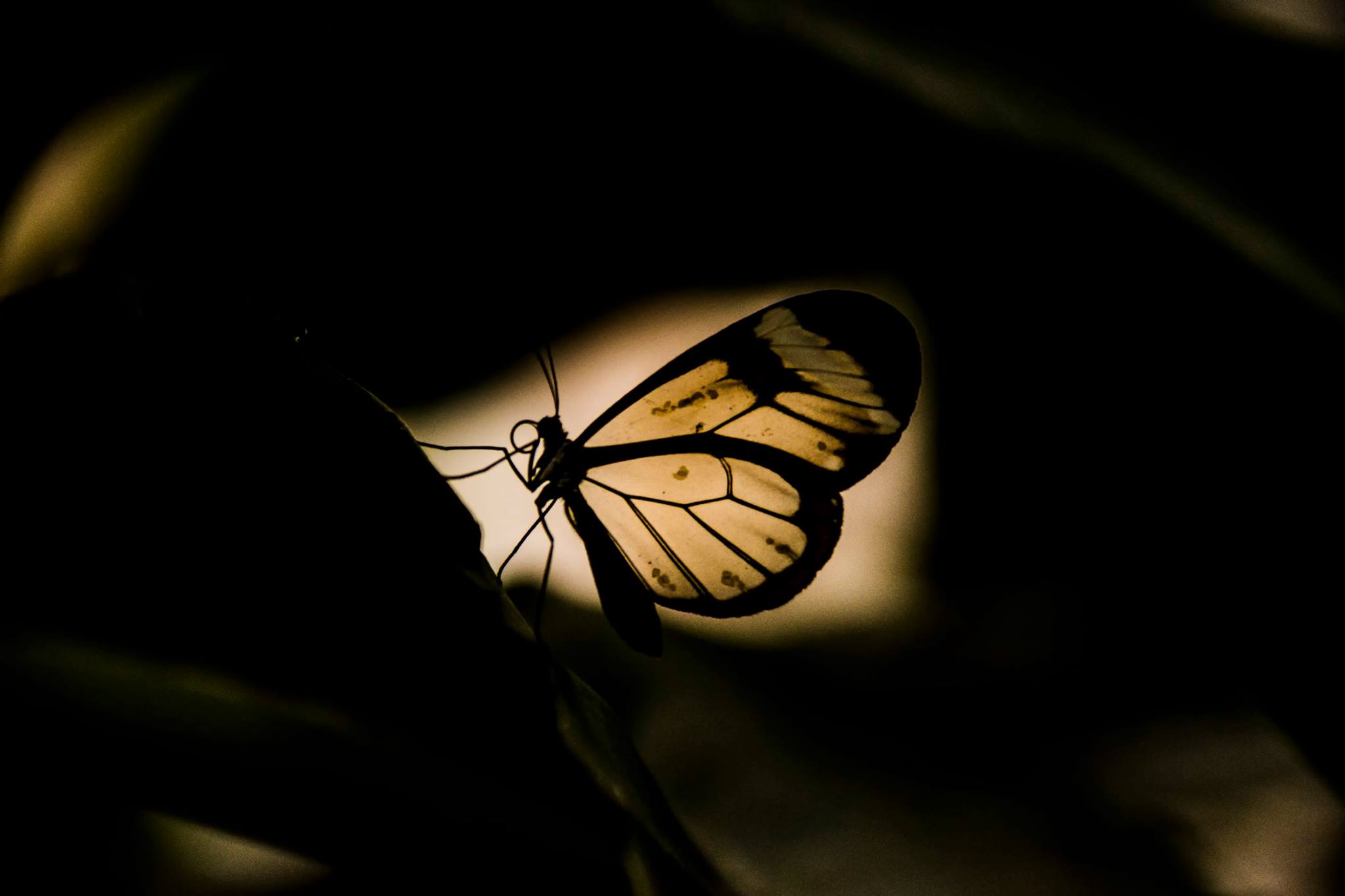 Glasswing Butterfly at the National Botanic Garden of Wales- steve j huggett.jpg