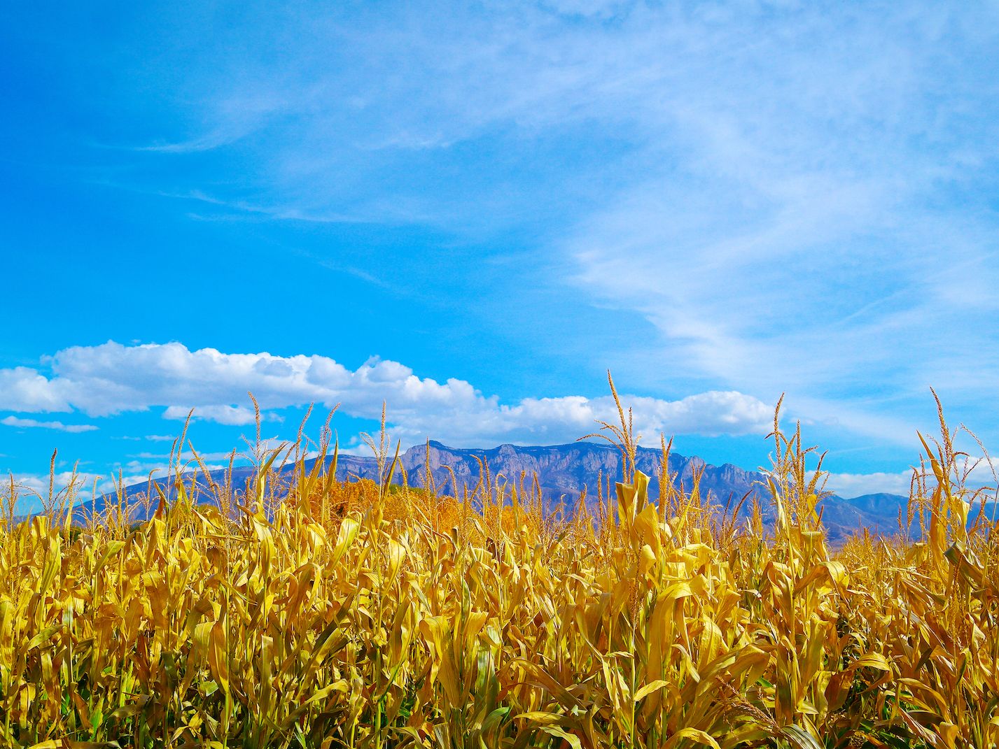 Corn Maze 4 + Sandia - Posted 50.jpg