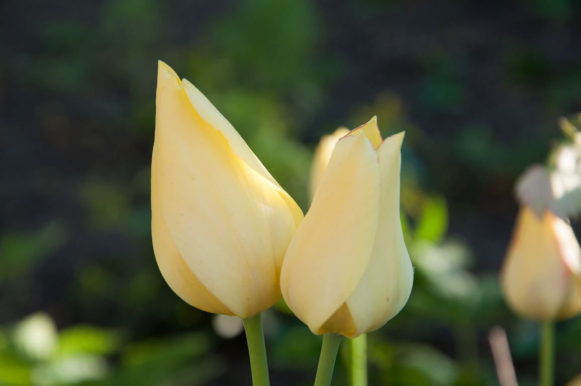 tulips